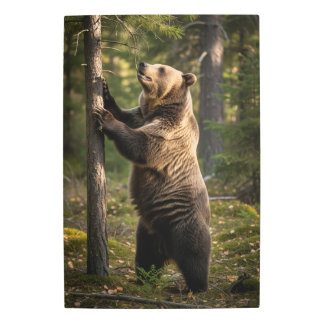 Impresión En Metal imágenes de oso asombrosas