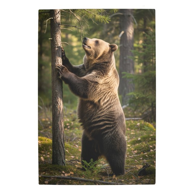 Impresión En Metal imágenes de oso asombrosas (Anverso)
