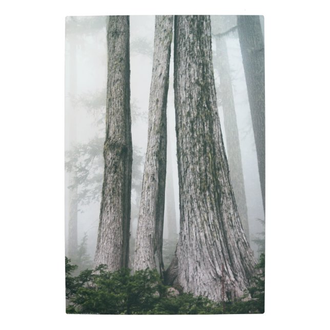 Impresión En Metal Invocar el bosque (Anverso)