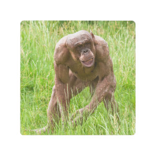 Impresión En Metal Jambo El Único Chimpancé Sin Cabello