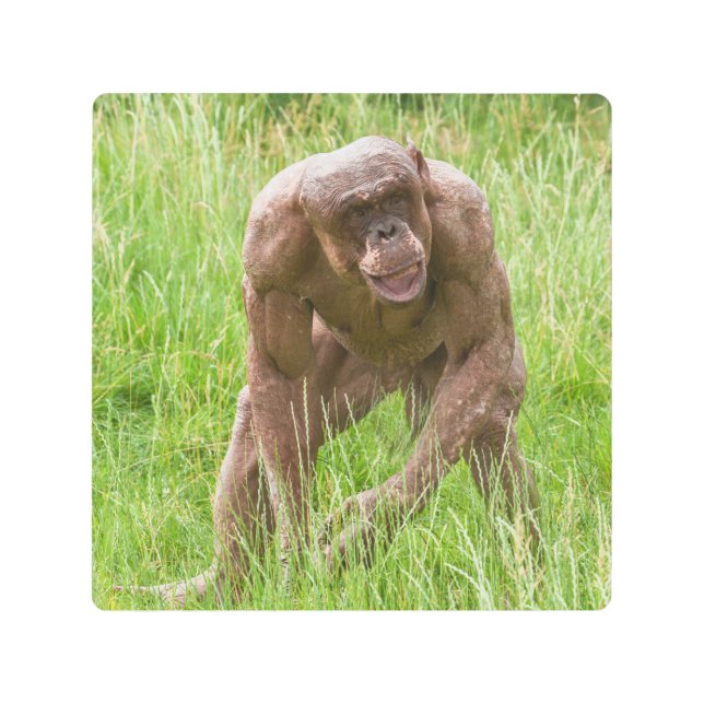 Impresión En Metal Jambo El Único Chimpancé Sin Cabello (Anverso)