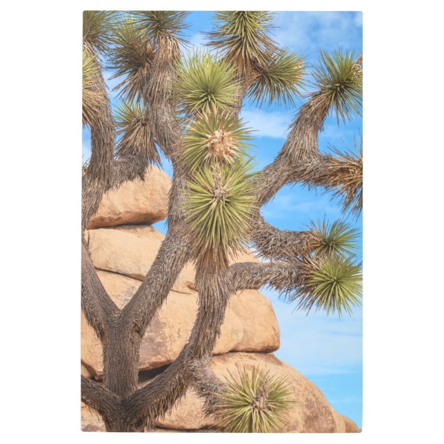 Impresión En Metal Joshua Tree (Anverso)