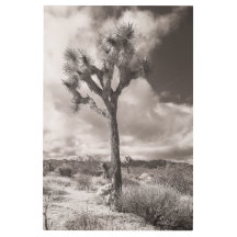 Joshua Tree