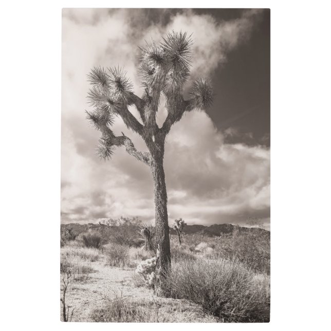 Impresión En Metal Joshua Tree (Anverso)