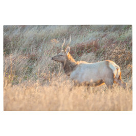 Impresión En Metal Jóven Elk