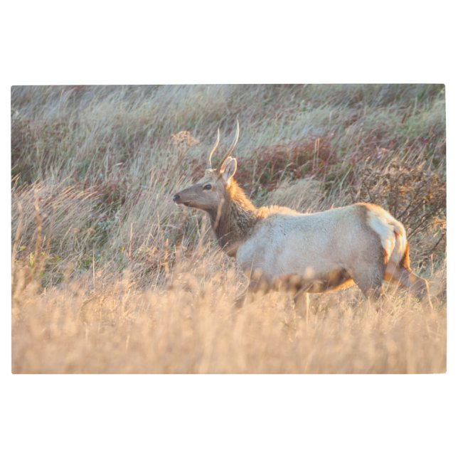 Impresión En Metal Jóven Elk (Anverso)