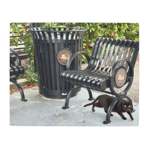 Impresión En Metal Kitty en el parque