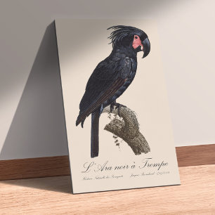 Impresión En Metal L' Ara Noir a Trompe / Palm Cockatoo