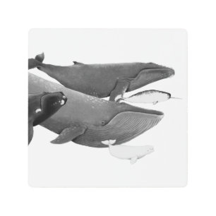 Impresión En Metal La Ballena De Ilustracion De Ballenas