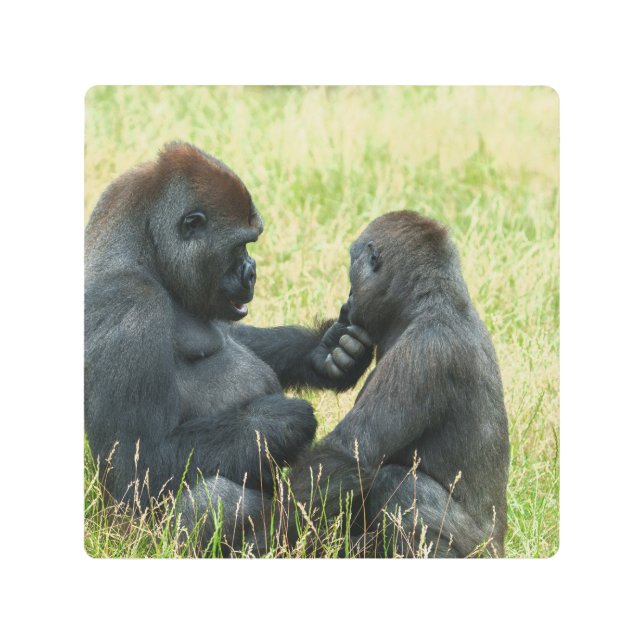 Impresión En Metal La eternidad del hermano del gorila (Anverso)