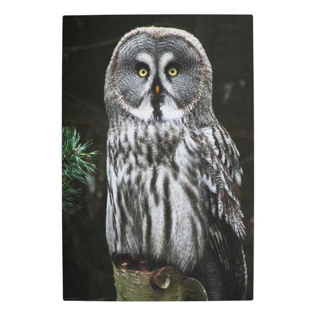 Impresión En Metal La gran lechuza gris 20x30 (50x75cm) (Anverso)