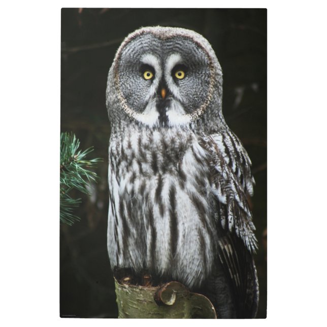 Impresión En Metal La gran lechuza gris 24x36 (60x90cm) de wamecnm (Anverso)