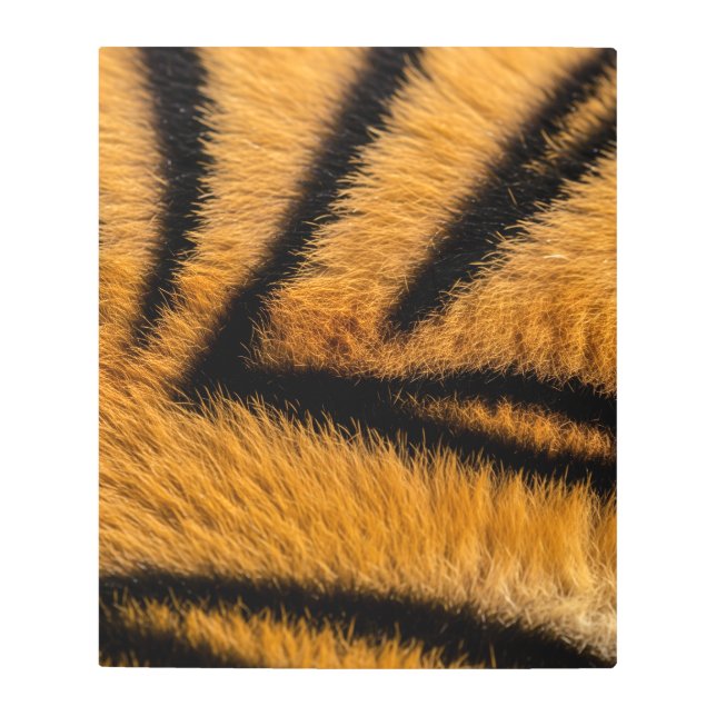 Impresión En Metal la impresionante superficie de piel de tigre (Anverso)