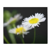 La margarita en el centro de atención