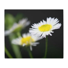 Impresión En Metal La margarita en el centro de atención