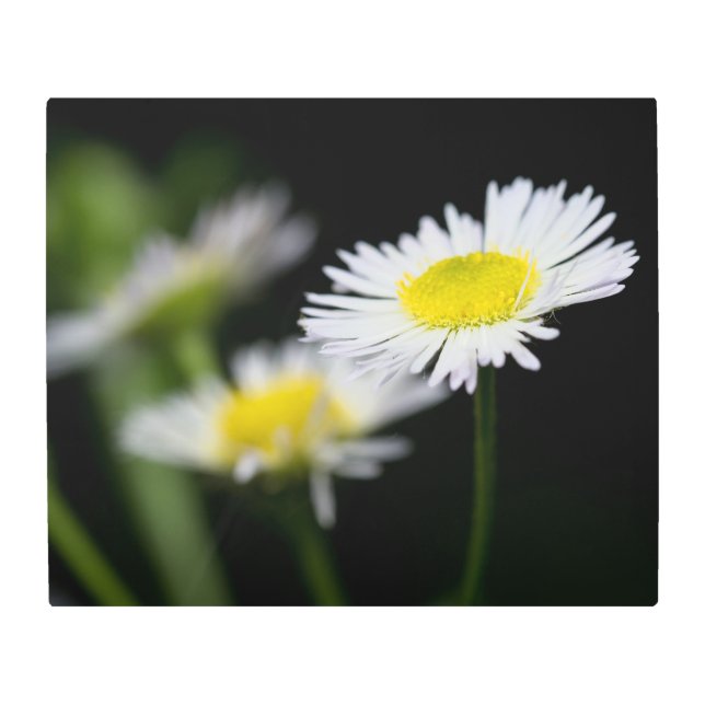 Impresión En Metal La margarita en el centro de atención (Anverso)