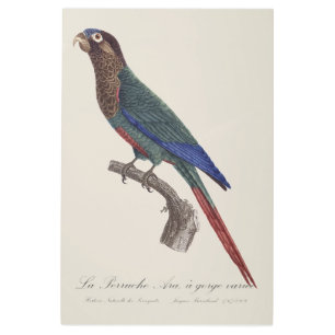 Impresión En Metal La Perruche Ara, una especie de garganta