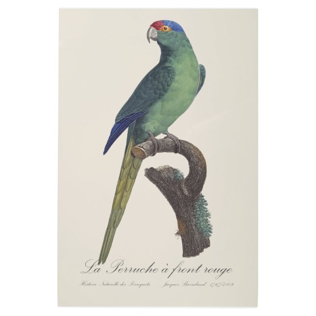 Impresión En Metal La Perruche es una onda frontal (Anverso)