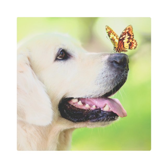 Impresión En Metal Labrador And Butterfly Throw Pillow (Anverso)