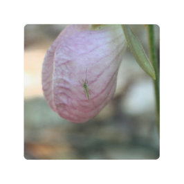 Impresión En Metal Lady Slipper Flor Con Insecto Visitante
