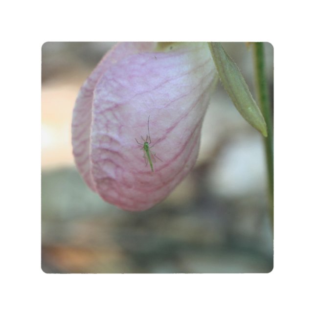 Impresión En Metal Lady Slipper Flor Con Insecto Visitante (Anverso)