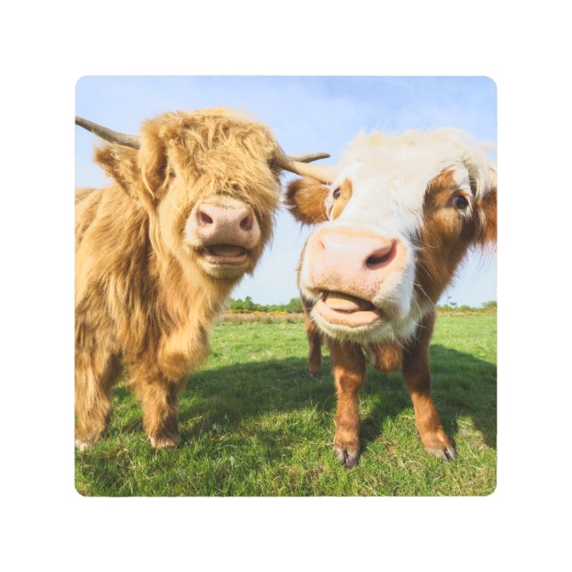 Impresión En Metal Las divertidas vacas de Highland (Anverso)