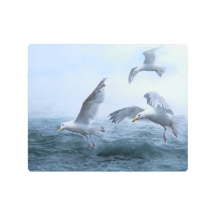 Impresión En Metal Las gaviotas vuelan sobre el mar