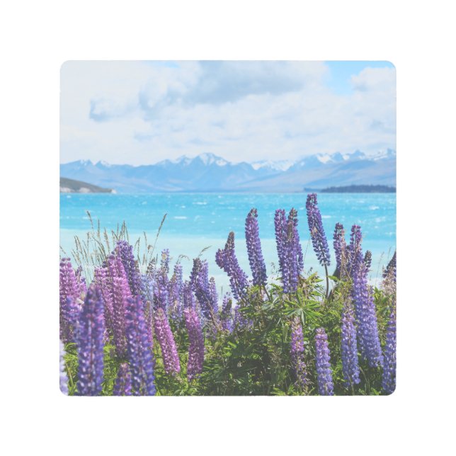 Impresión En Metal lavanda en la orilla del lago (Anverso)