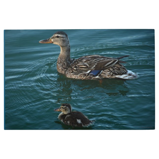 Impresión En Metal Lección de natación (Anverso)