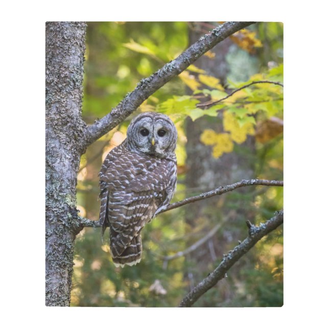 Impresión En Metal Lechuza Barrada en otoño | Condado de Alger, MI (Anverso)