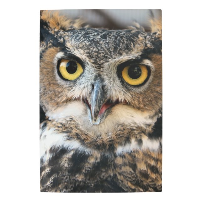 Impresión En Metal Lechuza Cuerno Grande (Bubo virginianus) (Anverso)