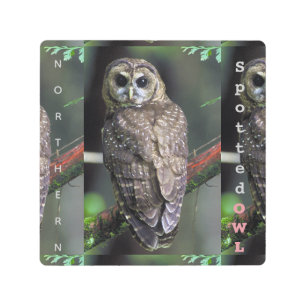 Impresión En Metal Lechuza nórdica