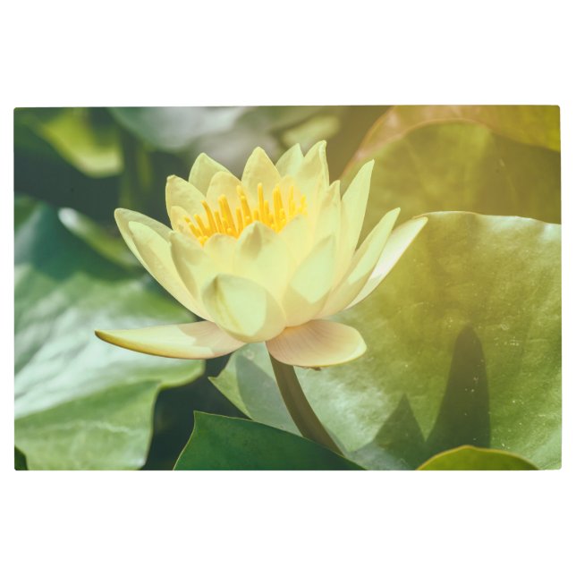 Impresión En Metal Lirio de agua amarillo (Anverso)