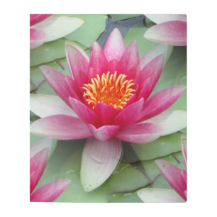 Impresión En Metal Lirio de agua de Lotus rosa