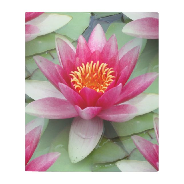 Impresión En Metal Lirio de agua de Lotus rosa (Anverso)