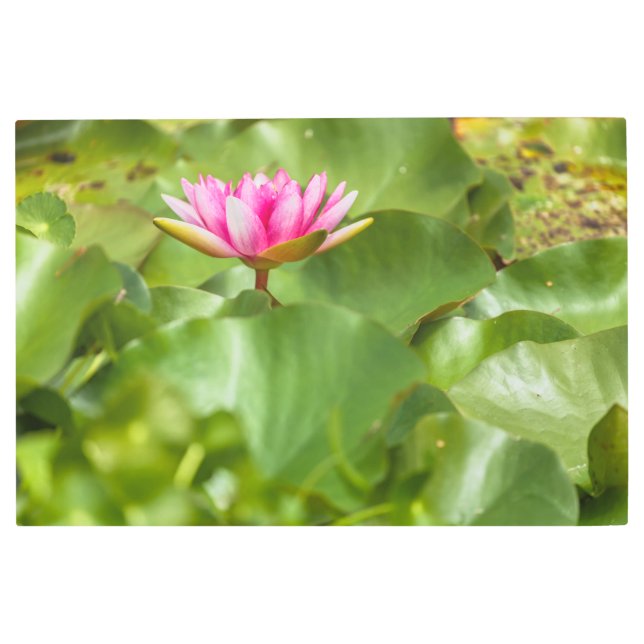 Impresión En Metal Lirio de agua rosa (Anverso)