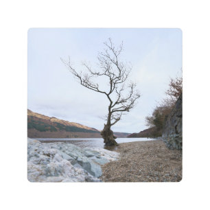Impresión En Metal Loch Lomond Firkin Point Single Tree