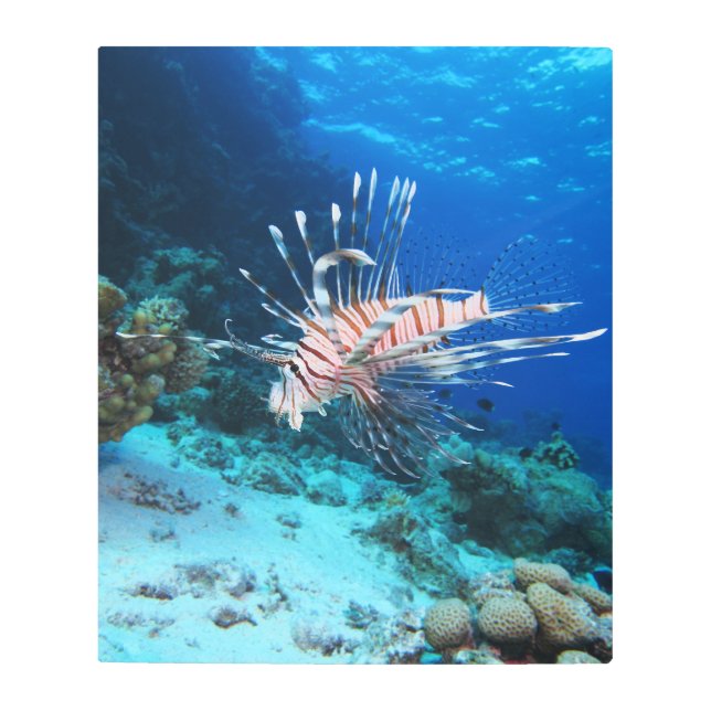 Impresión En Metal Loinfish is Saltwater Ocean Wildlife Reef Fish (Anverso)