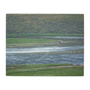 Impresión En Metal Los pelícanos se unen a los ganeses