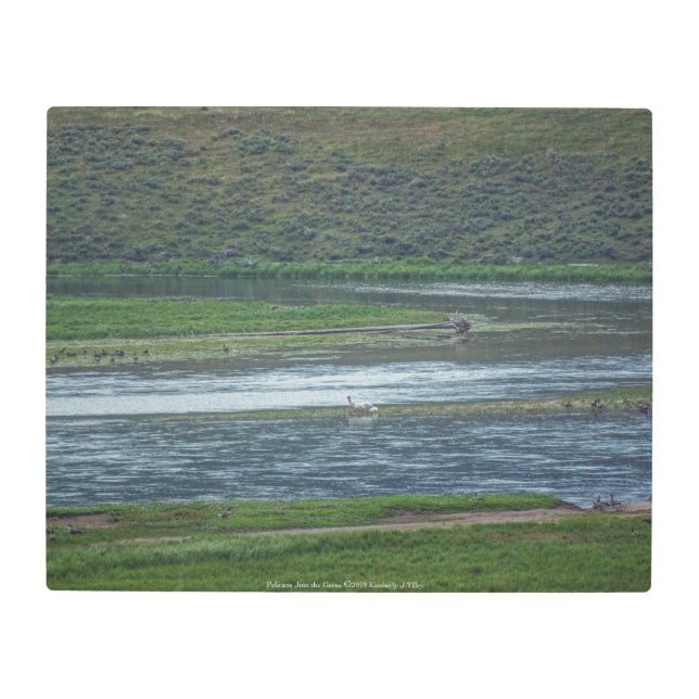 Impresión En Metal Los pelícanos se unen a los ganeses (Anverso)