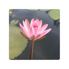 Impresión En Metal Loto rosa en el estanque