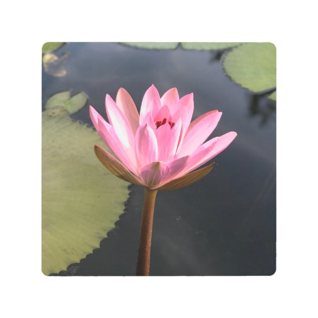 Impresión En Metal Loto rosa en el estanque (Anverso)