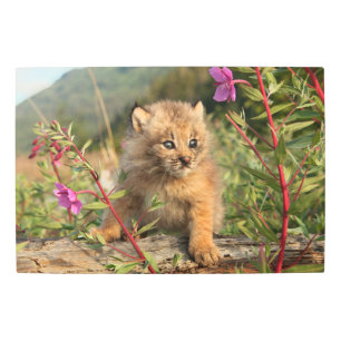 Impresión En Metal Lynx Kitten canadiense, Alaska