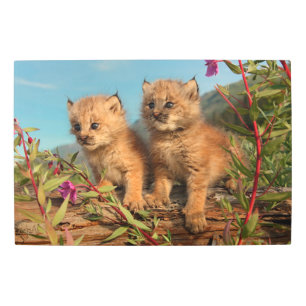 Impresión En Metal Lynx Kittens canadiense, Alaska