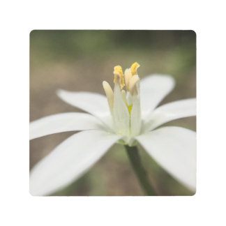 Impresión En Metal Macro de la flor blanca