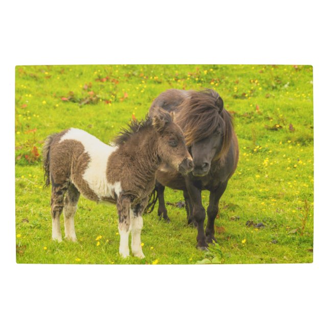 Impresión En Metal Madre y descendencia de Pony Shetland (Anverso)