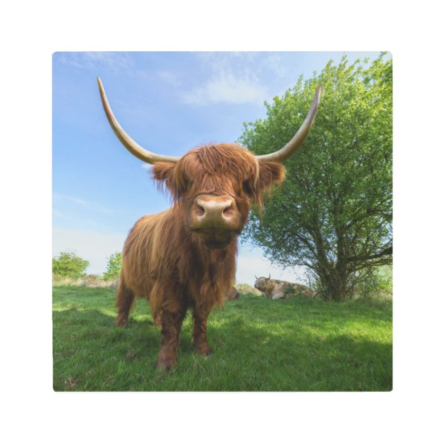 Impresión En Metal Magnífica vaca escocesa de montaña (Anverso)
