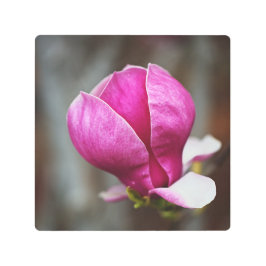 Impresión En Metal Magnolia Pink Full Bloom