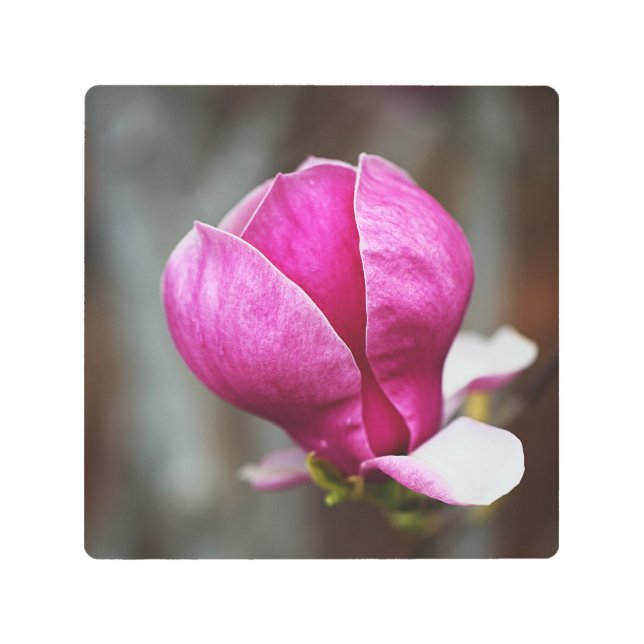 Impresión En Metal Magnolia Pink Full Bloom (Anverso)