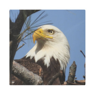 Impresión En Metal Majestuosa Matura de águila calva en nido